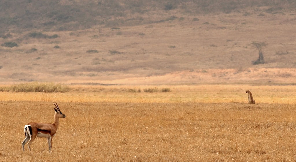 Serengeti Tansania Bild: Gary CC BY 2.0