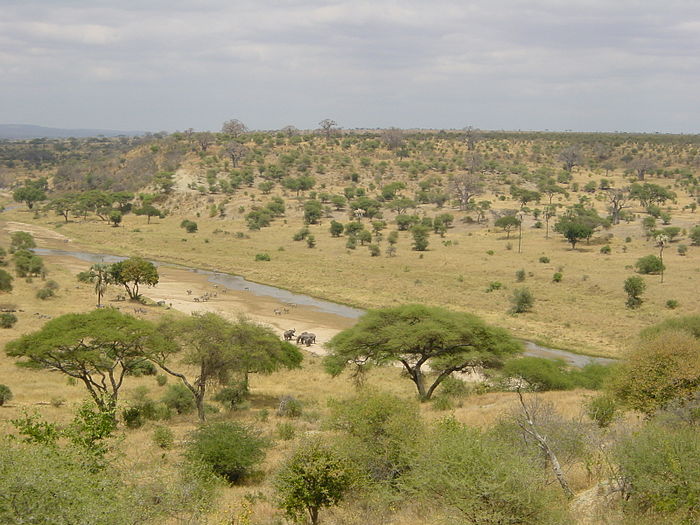 Tarangire Nationalpark Bild: ProfessorX